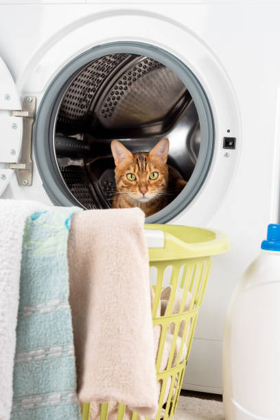 istock Cat in the washing machine, laundry basket and laundry detergent. 1391475725