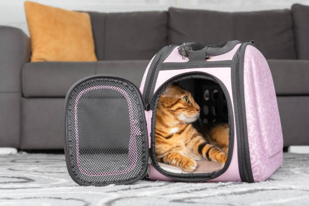 istock Bengal cat is resting in a soft carrier in the room. 1391475726