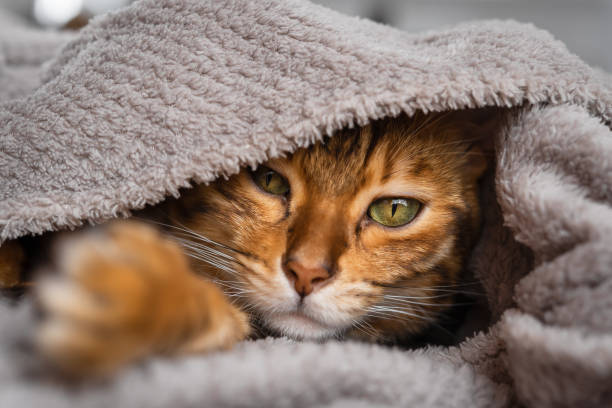istock Sleepy Bengal cat wrapped in a blanket. 1391475774