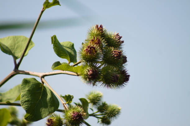istock Closeup of lesser burdock buds with blue sky on background 1391476349