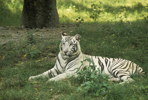 A white tiger looking attentively at something that has caught its attention.