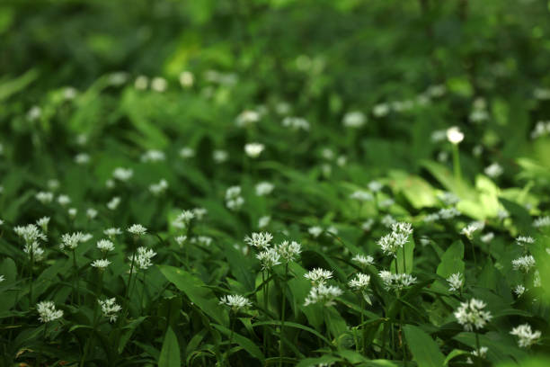 Wild garlic in the forest in spring