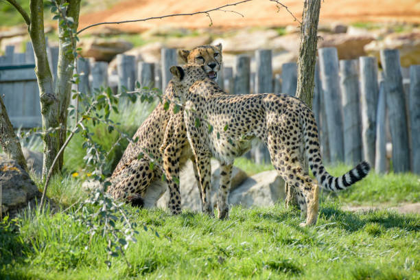 istock beautiful cheetah in a park 1391477544