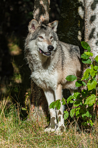 The grey wolf or gray wolf (Canis lupus), also known as simply wolf, is the largest wild member of the Canidae family.