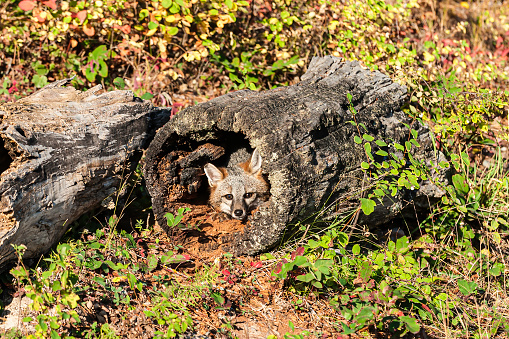 The gray fox, Urocyon cinereoargenteus,  is a mammal of the order Carnivora ranging throughout most of the southern half of North America from southern Canada to northern Venezuela and Colombia.