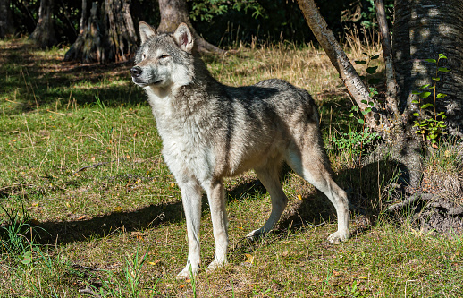 Mexican gray wolf (Canis lupus) full body standing portrait in woods