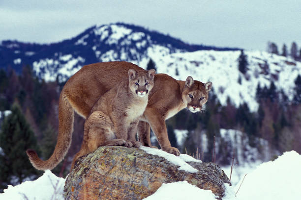Cougar (Puma concolor), also known as puma, mountain lion, mountain cat, catamount, or panther, depending on the region, is a mammal of the Felidae family, native to the Americas. stock photo