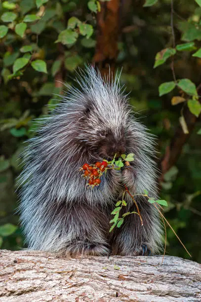 North American Porcupine (Erethizon dorsatum), also known as Canadian Porcupine or Common Porcupine, is a large rodent in the New World porcupine family. This animal is usually found in coniferous and mixed forested areas in Canada, Alaska and much of the northern and western United States.