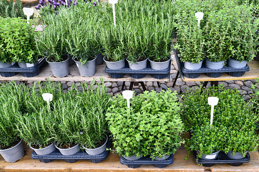 Various potted herbs like oregano, marjoram or rosemary beings old at market