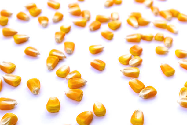 istock Heap of raw corns seeds, maize or sweetcorn kernels isolated on white. Selective focus 1391480404