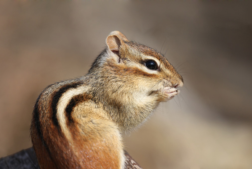 portrait of chipmunk in nature
