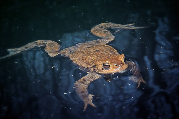 bufo bufo amphibien crapaud commun - common toad photos et images de collection
