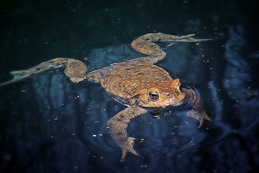 Bufo bufo Common Toad Amphibian. Digitally Enhanced Photograph.