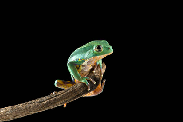 istock Burmeisters leaf frog and common walking leaf frog isolated on black background 1391483546