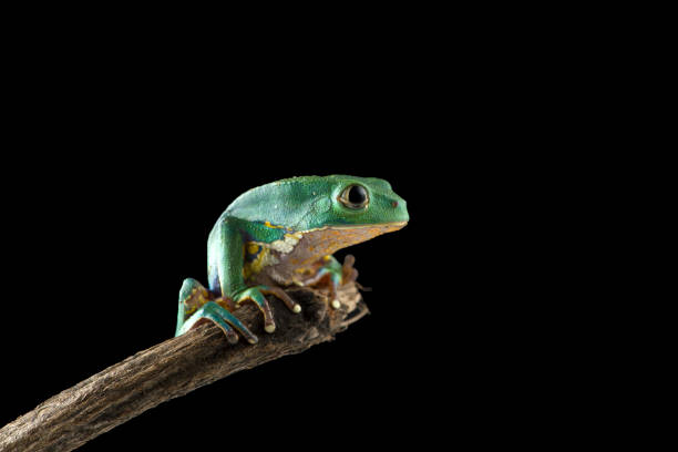 istock Burmeisters leaf frog and common walking leaf frog isolated on black background 1391483548