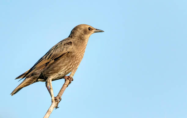 istock House Finch (Female or Immature) perched on a tree branch 1391484415