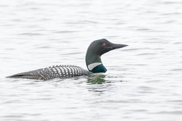 istock common loon swimming in water 1391484421