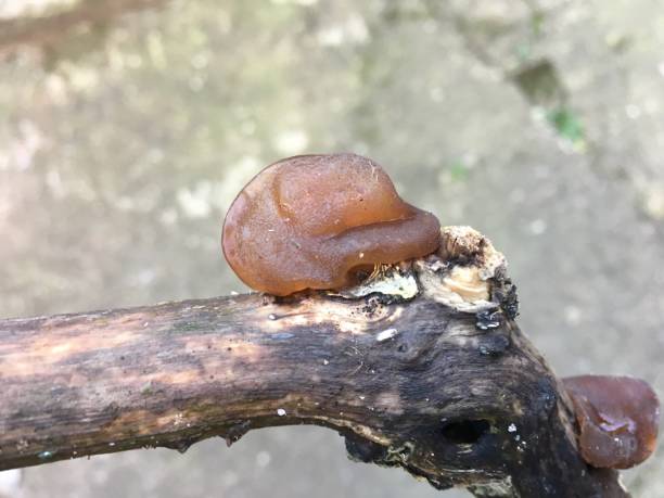 istock Jelly ear fungus on old Elder branch 1391485276