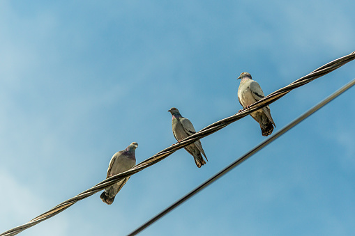 3 pigeons perched on electrical wires