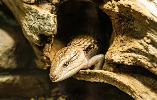 Blue-tongued Skinks, Tiliqua scincoides, are the largest and heaviest of the Blue-tongued Lizards (Scincidae Tiliqua). They are native to Australia and found almost exclusively in the Northern Region.