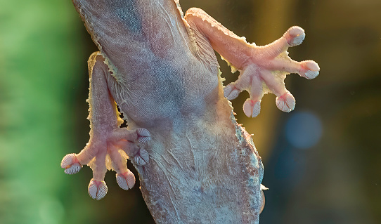 Common leaf-tailed gecko, Leaf tailed gecko, Uroplatus fimbriatus. Madagascar.