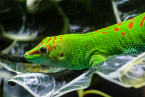 Phelsuma grandis, is a diurnal arboreal species of day gecko. Madagascar giant day gecko.