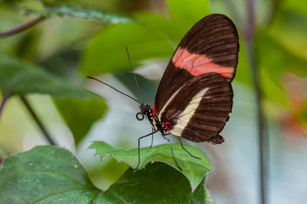 During daylight, butterflies resting in a park with colorful flowers and leaves in a tropical garden in Genting Malaysia.