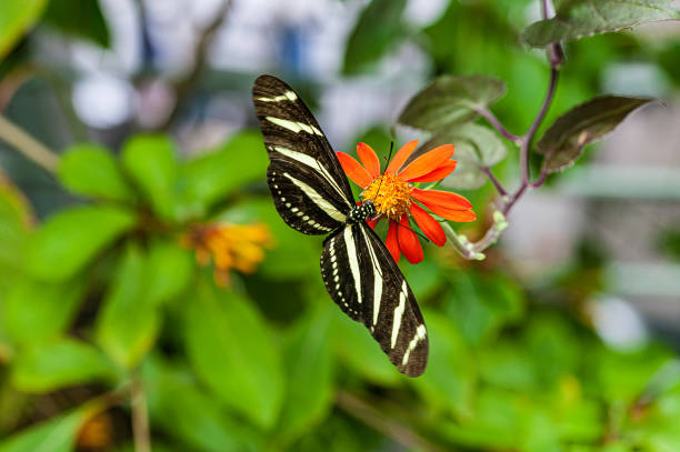 Heliconius charithonia, commonly known as the Zebra Longwing or Zebra Heliconian, is a species of butterfly belonging to the subfamily Heliconiinae of the Nymphalidae. It was declared the official butterfly for the state of Florida in the United States in 1996.