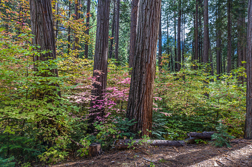 A group of three redwood trees flourish amongst smaller trees and the colorful red, yellow and green autumn foliage at the edge of the woods treeline.