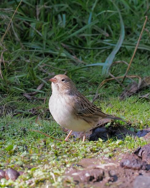 A female Mourning Sierra Finch