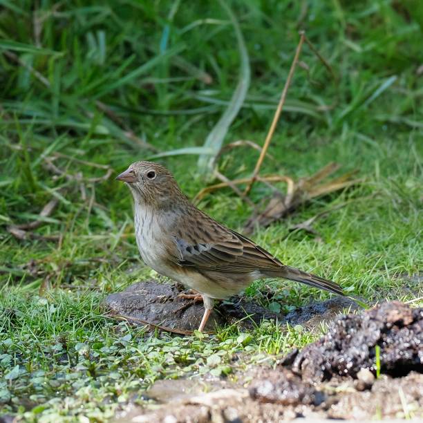 istock A male Mourning Sierra Finch 1391487840