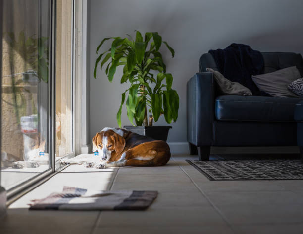 istock Beagle dog falling asleep sunbathing by a large window 1391488809