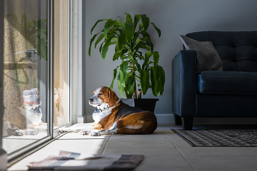 A Beagle Hound mixed breed dog is relaxing and sunbathing by a large sliding glass door. The adorable dog is laying on a tile floor in a modern design interior with a leather sofa and live green plant.