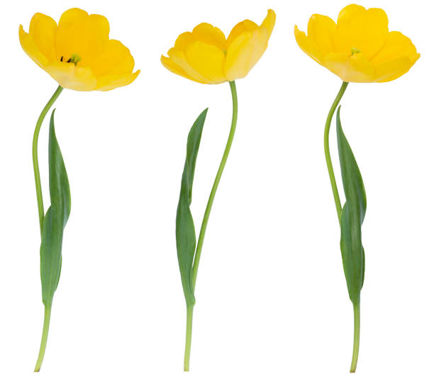 istock Set of yellow tulips isolated without shadow. Floral decor. Holiday. Spring. Easter. 1391491696