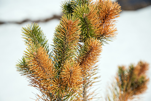 Brown orange needles on a pine tree. This is often caused by drought, disease or pests.