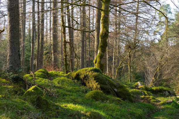 istock Afternoon in the woods. 1391495136