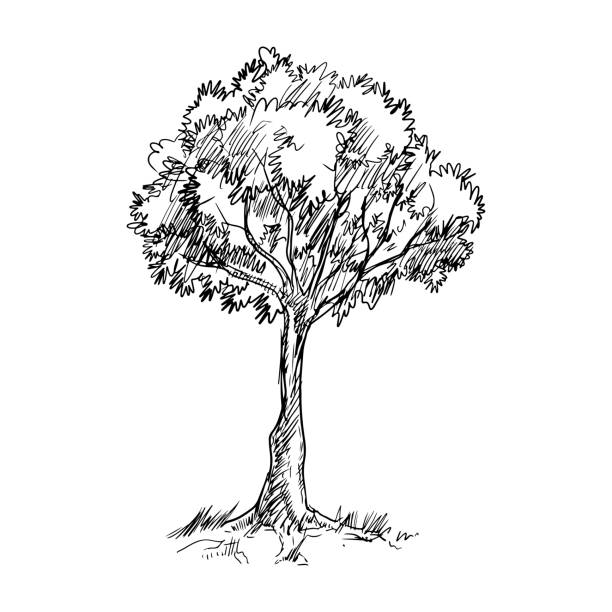 illustrations, cliparts, dessins animés et icônes de arbre dessiné à la main isolé sur fond blanc. illustration vectorielle. - olive tree tree root old