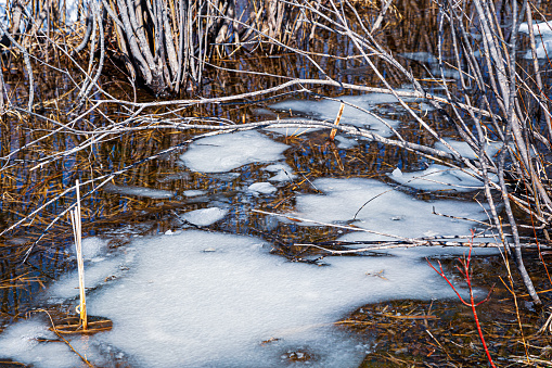Melting snow in early springtime along a small stream in a Minnesota woodland area.