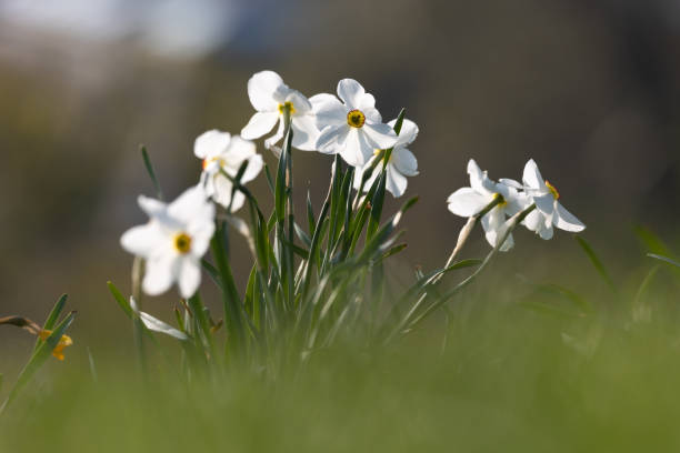 istock Close-up of daffodil flowers 1391496420