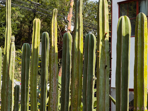 Cactus fence around building
