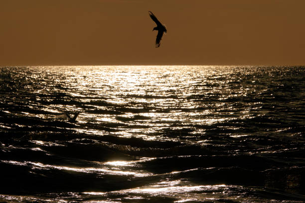 istock Seagull over the evening sea. 1391500731