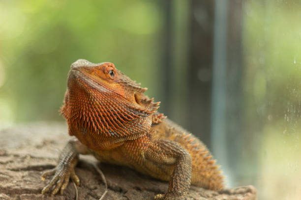 istock A beautiful orange central bearded dragon looking at the camera 1391500906