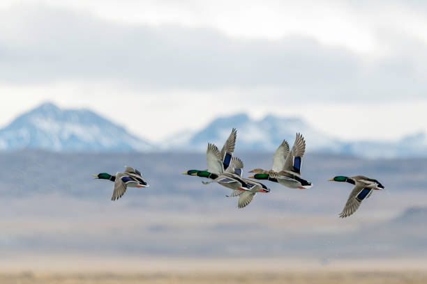 grupo de patos ánades reales volando juntos cerca - pato macho fotografías e imágenes de stock