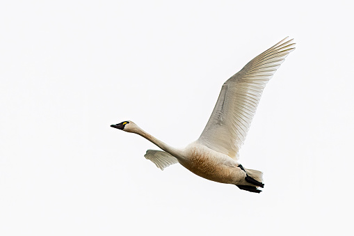 white mute swan running on ice and preparation for flight