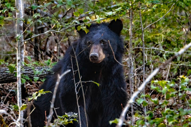 istock Momma Bear in the Woods 1391508428