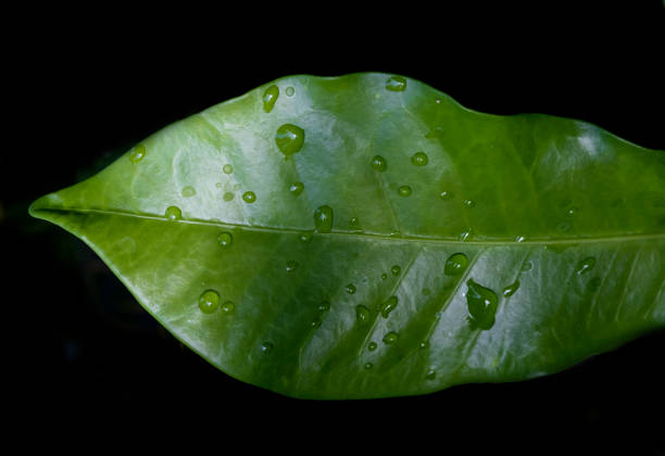 Green leaf with water droplets and black background