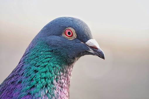 Portrait of a colorful Feral pigeons (Columba livia domestica or Columba livia forma urbana)