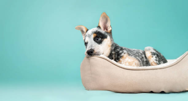 Puppy in dog bed on colored background.