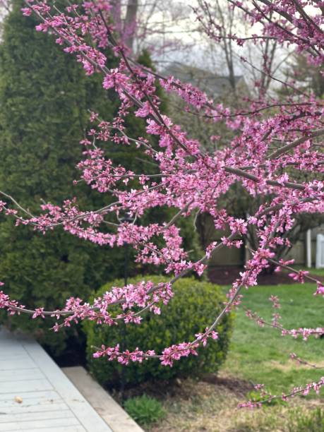 istock Close up of an Eastern Redbud Tree blooming 1391513801