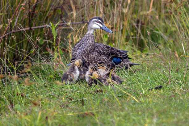 Pacific Black Duck looking after ducklings